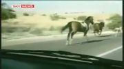 تصادف خفن یک اسب با اتومبیل