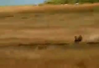 یوزپلنگ در کف اهو