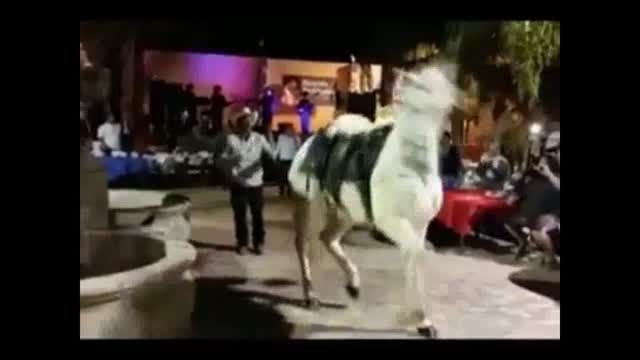 رقص اسب با آهنگ هندی