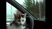 گربه راننده
