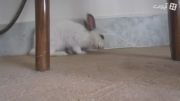 لحظه دراز کشیدن خرگوش من (خیلی بامزس)