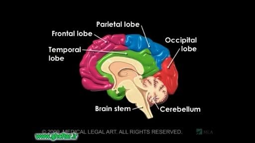 درون مغز ما