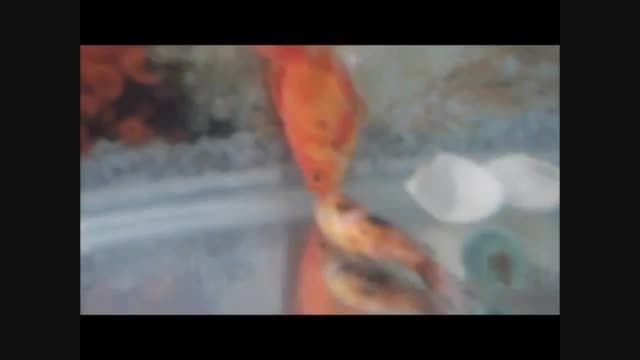 ✿ ویدیوی عاشقانه وداع دو ماهی