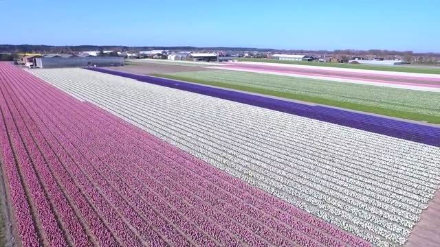 مزارع بسیار زیبا و یکنواخت گل های رنگارنگ در هلند