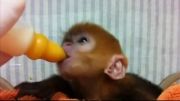 شیر خوردن با نمک بچه میمون