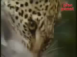شکار میمون باردار توسط یوزپلنگ