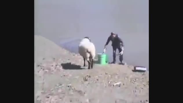 غافلگیر کردن ماهیگیر با قلاب توسط گوسفند محیط بان سرسخت