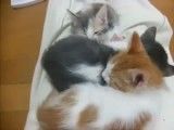 خوابیدن گربه کنار دوستاش و ... :D