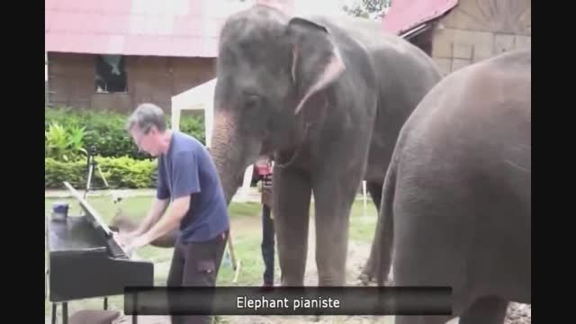 پیانو زدن فیل و انسان باهم