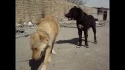 سگ افغانی