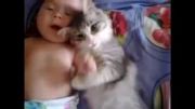 عشق  بچه به گربه
