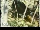 شکار مار غول پیکر توسط پلنگ سیاه