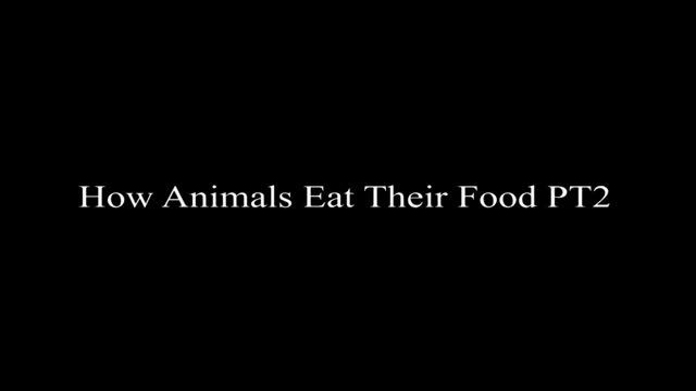 قسمت دوم ادای خوردن حیوانات