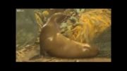 خشم شیر دریایی بعد از گرفتار شدن تصادفی در تور صیادان
