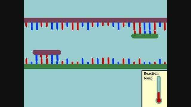 Real-Time Polymerase Chain Reaction (PCR) - YouTube