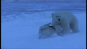 نبرد خرس قطبی با سگ  (ویدئو کامل)