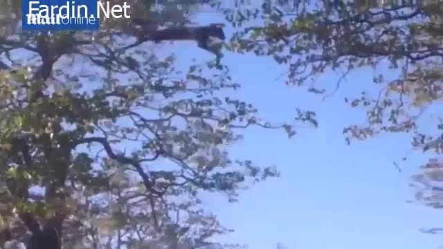 شکار سنجاب توسط پلنگ