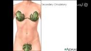 Lymphatics and the breast