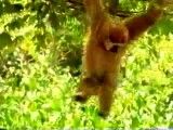 سره کار گذاشتن یک ببر توسط یه میمون