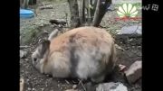 ب دنیا امدن بچه خرگوش
