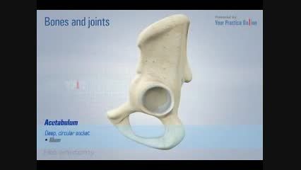 آناتومی مفصل هیپ- مفصل ران- عضلات پا