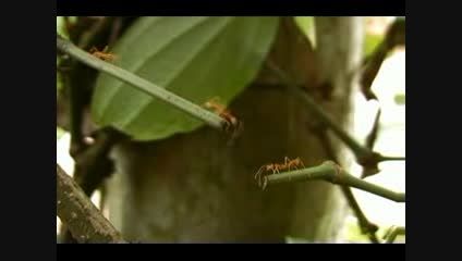 مورچه ها در حل مشکلات
