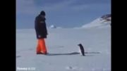 پنگوئن عصبانی