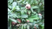 کلیپ میوه نارس ازگیل در استان گیلان