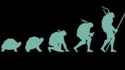 طریقه به تکامل رسیدن لاک پشت های نینجا :)