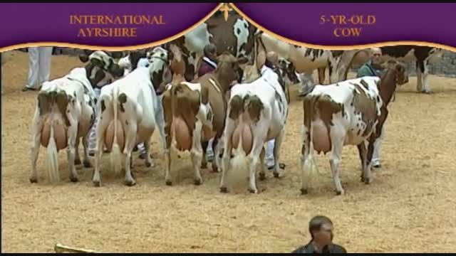 International Ayrshire Show 2010 , 5 Years old cow