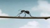 دنیای مورچه ها