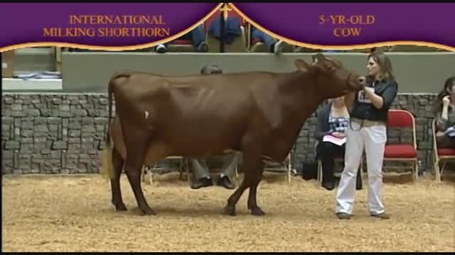 International Dairy Shorthorn Show 2010 , 5 Years old