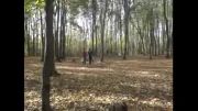 دارابکلا - پاکسازی جنگل موزیار از آشغال - قسمت ششم