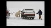 حمله خرس قطبی به انسان