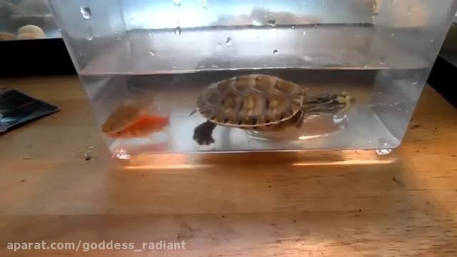 خوردن ماهی توسط لاکپشت