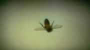 آموزش زنده کردن زنبور مرده
