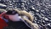 عکس العمل بچه پنگوئنی که تازه ادم دیده
