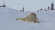 لحظاتی دیدنی از خرسهای قطبی