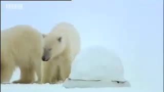خرس های قطبی در جستجوی غذا