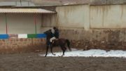 اسب عرب ترک عاسی