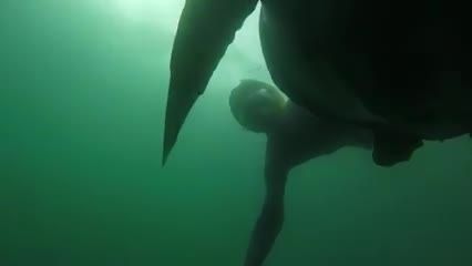 لاکپشت دریایی