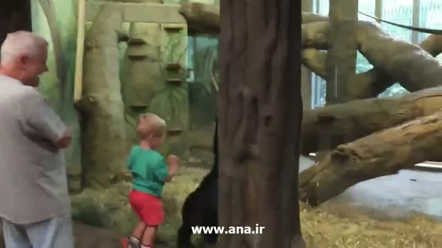 بازیگوشی بچه گوریل و کودک خردسال در باغ وحش