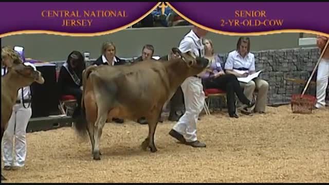 International Jersey Show 2010 , 2 Years old cow