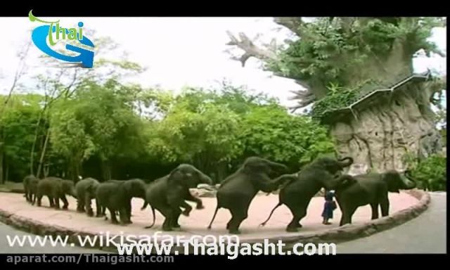 شوء فیل ها در بانکوک (www.Thaigasht.com)