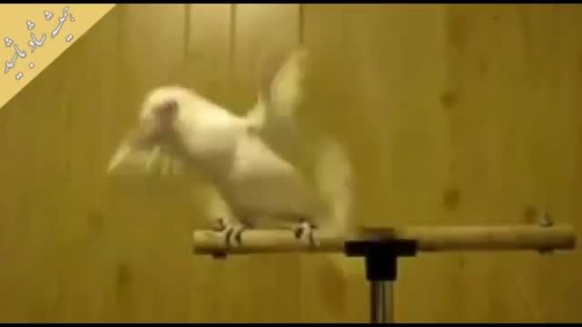 رقص زیبای پرنده