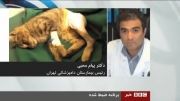 پیدا شدن حیوانات وحشی در خیابان های تهران