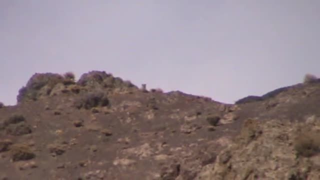 پلنگ ایرانی در زاوه شکار دوربین شد