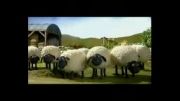 گوسفند ناقلا