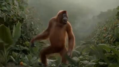 میمون رقاص جالب