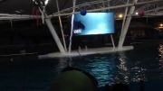 نمایش دلفین ها در پارك دلفین ها